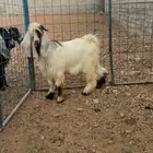 تيس جذع ذبيحه