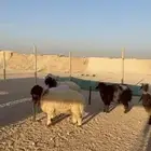 يوجد جذعان نعيمي طيبه بلدي واوزان طيبه تصلح لجميع المناسبات