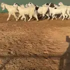 جفرات مصريات تم البيع