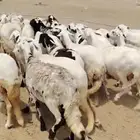 نعاج سواكنية فواخر