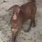 تيس ادهم