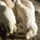 طليان حري من الطايف نظيف مقفل شحم اضاحي