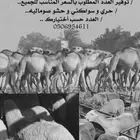 بهم حري وسواكني وغنم صنف