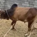 ثور للبيع بعمر سنتين والنصف