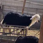 مشروع فحل نجدي كفو جذع البيع