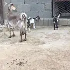 ماعز عمانيات و جنوبيات دهم و عوارض طيبه مراح كامل للبيع
