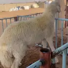 الجذع ابتعد انتاج مراح راكان العطاوي