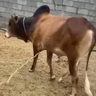 ثور للبيع