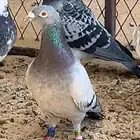 زاجل سباق