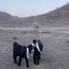 مشاريع فحول تيوس عوارض