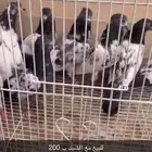 تيدي و قولدن و كمنقر 8حبات