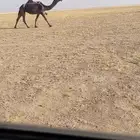 للبيع عشراء كفو فيها هزه على جميع الشروط