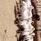 رخال رفيديات