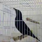 زرزور ترسترام