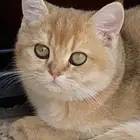 قطة سكوتش جولد