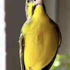حسون موزمبيقي مغرد