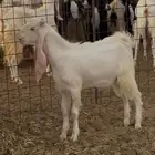 تيس ابيض مطور 6 شهور