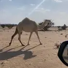 ضروبه وضحا بكر