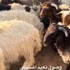 نعيم بلدي جميع الاحجام مع امكانيه الذبح والتوصيل والتغليف