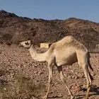 قعود مهجن بيع لحم عليه4000