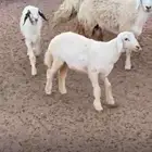 بهم فاخر للبيع