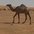 بكره حقة دبيانيه