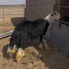 فحول نجد صنف