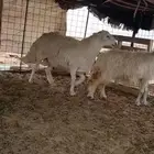 خاروف فحل السن سديس القريع على الشرط