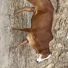 بقره دافع سديس بنتها كبيره مشروطه