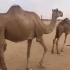 البيع ناقه اصيل ام رابع تحتها قعود ولدشاهين ابن ثعلوب