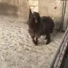 هرفي. عرب.