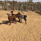 معزا جنوبيه دفيع شرط