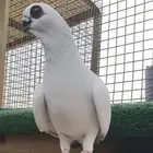 13 طير كش اغلبهم بواز واغلبهم مخاليف طالعين من برووك