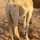 4 قعدان قصب للبيع