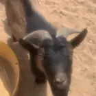 تبس قزمي اليف مره