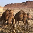 قعدان للبيع