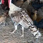 المشاعله
