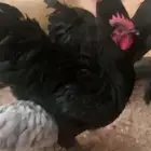 دجاج استرالوب