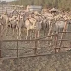 يابلاش حشو صومالي ب 2750 ريال