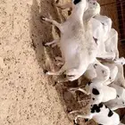 ضان صمع