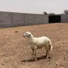 طلي