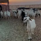 ضان دفيع عدد 28 بفحلها