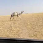 للبيع لقحه كفو سلم من جميع العذاريب