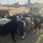 معز طيبات لبيع علي الشرط الموقع بريده