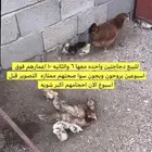دجاج