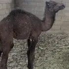 حوار الي يبي ضيار والا تربيه