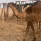 قعود كفو