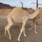 قعود لباني ارباع و اثمان