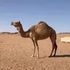 ناقه للبيع