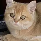 قطة سكوتش gold